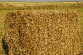 hay field, suffolk, hay for sale, round hay bale