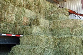 hay field, suffolk, hay for sale, round hay bale