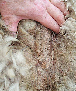 fly strike cats treatment